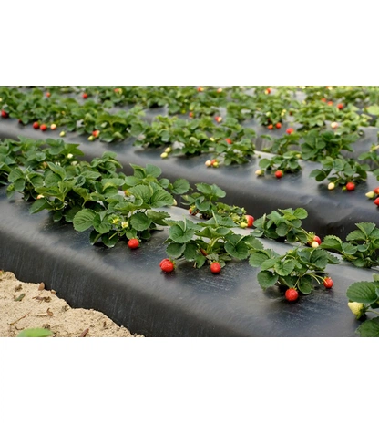 Укрывной материал для клубники